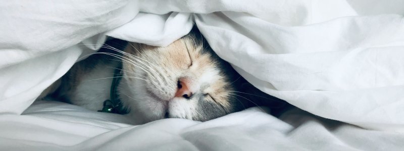 Sleep – The Productivity Trick Business Keeps Missing